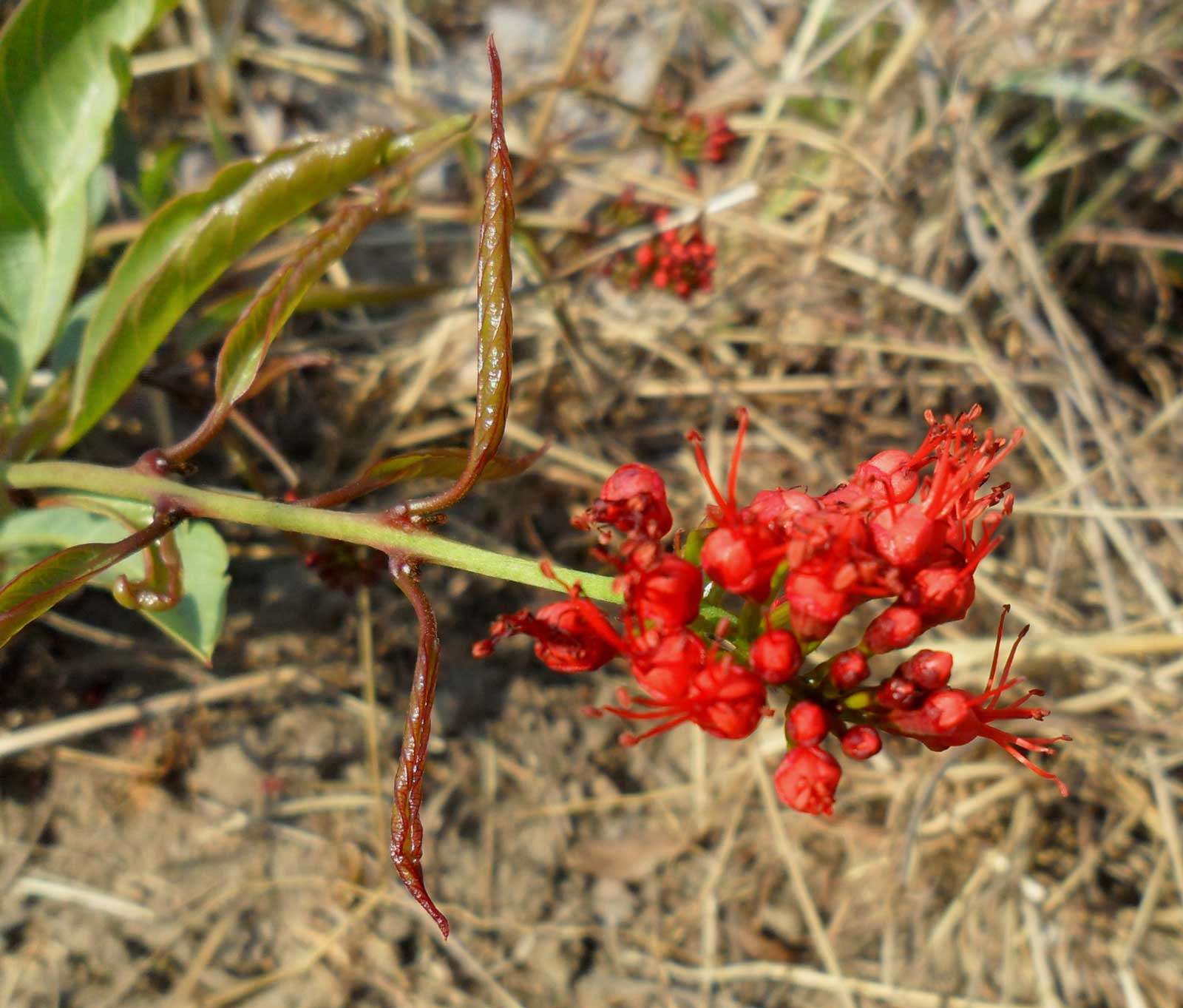 Image of Dwarf red combretum