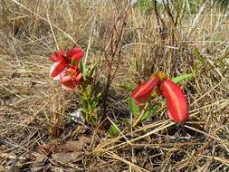 Image of Dwarf red combretum