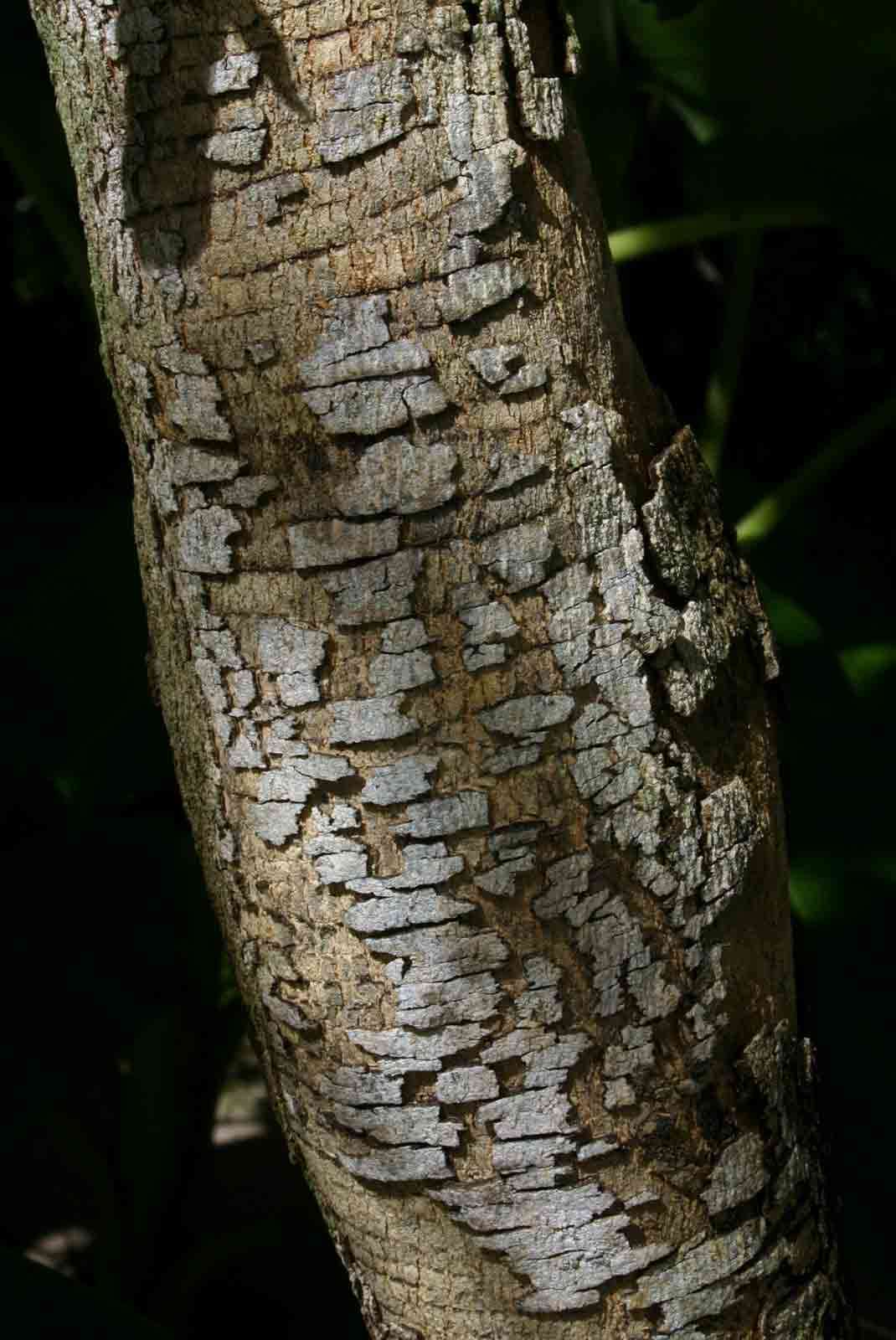 Imagem de Combretum zeyheri Sond.