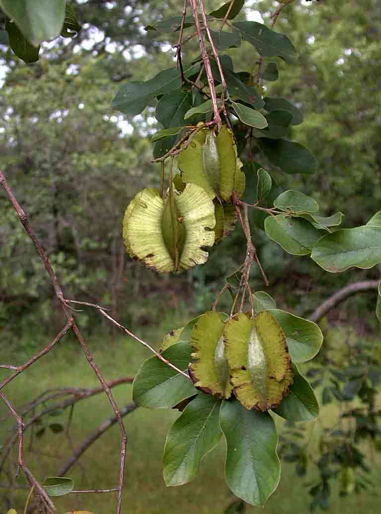 Plancia ëd Combretum zeyheri Sond.