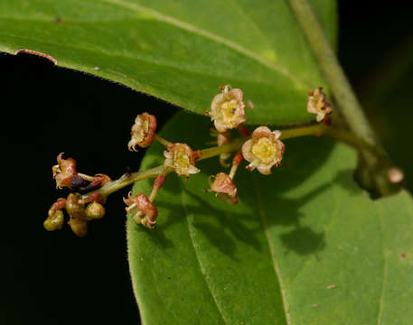 Sivun Meiostemon tetrandrus (Exell) Exell & Stace kuva