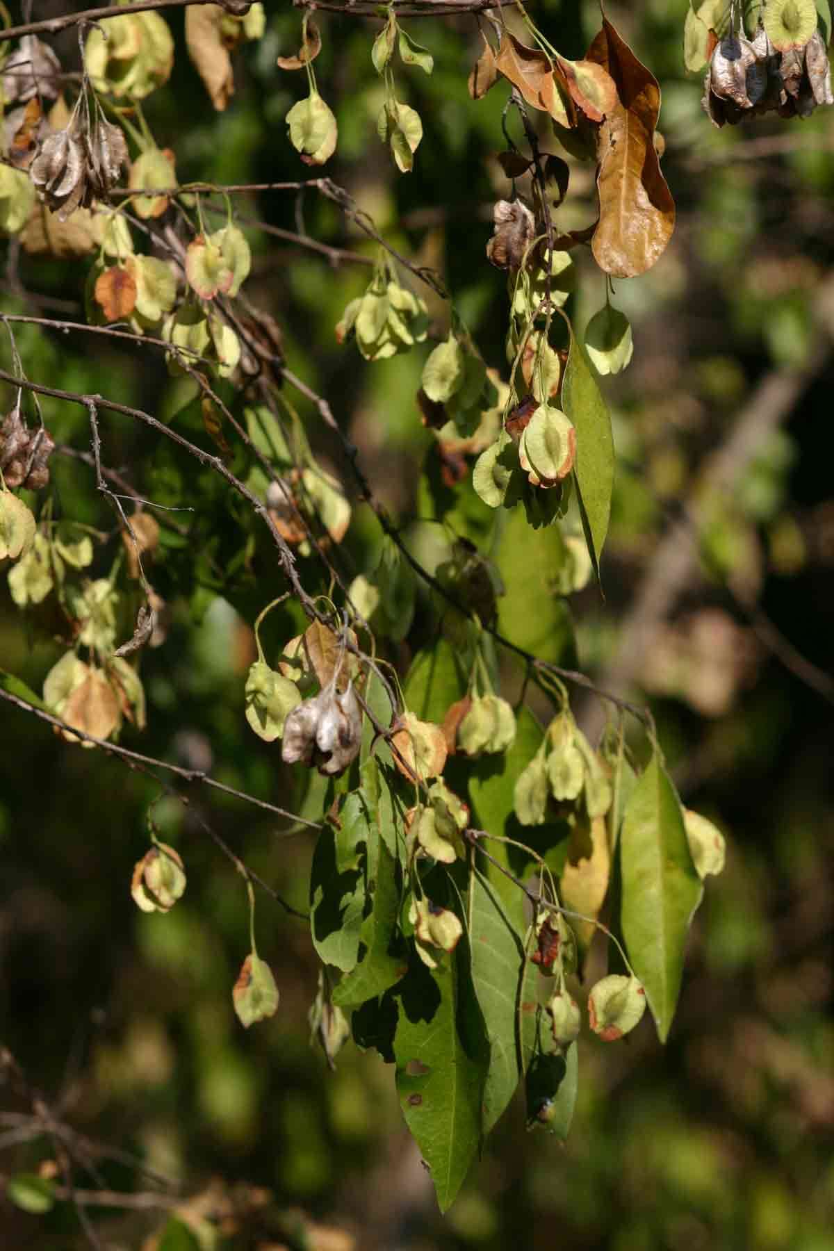 Image of Mufundabalo