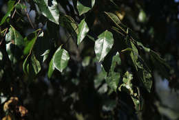 Image of Mufundabalo