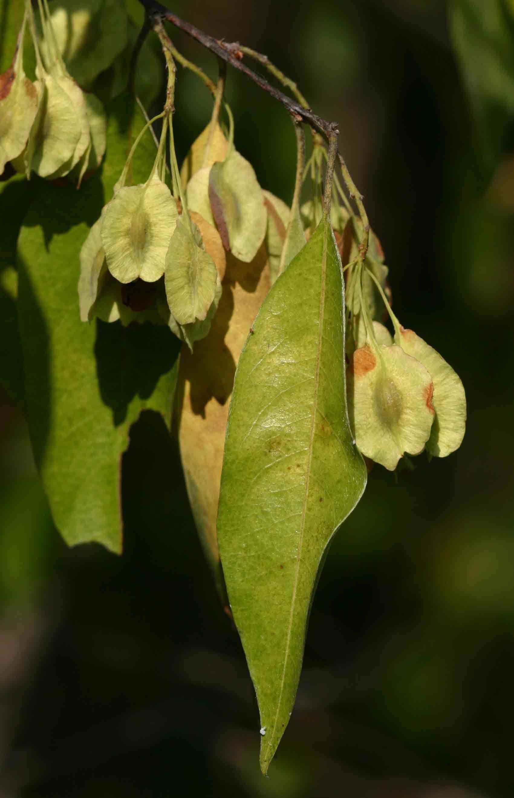 Image of Mufundabalo