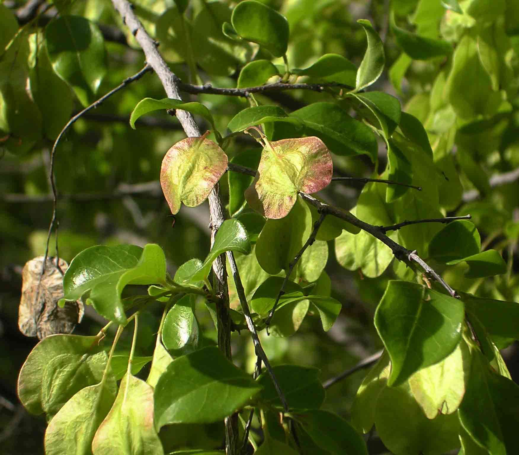Image of Mufundabalo