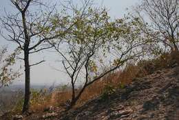 Image of Mufundabalo