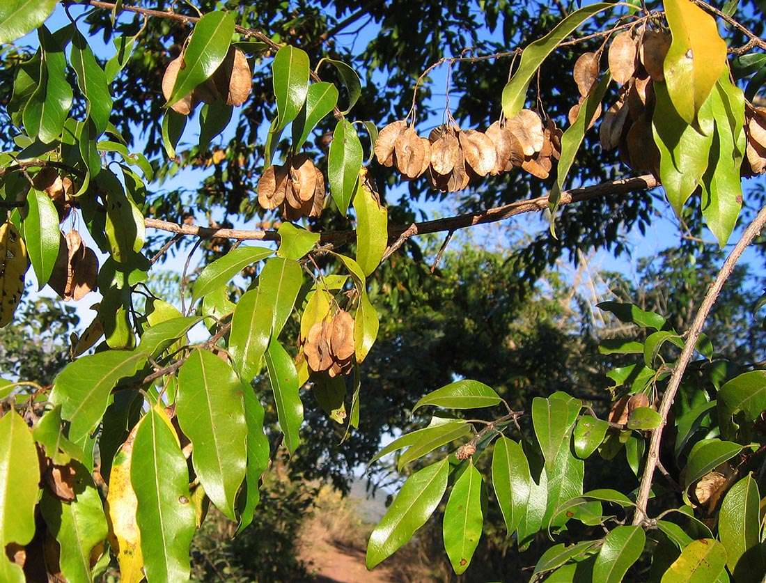 Image of Mufundabalo