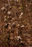 Image of Mufundabalo