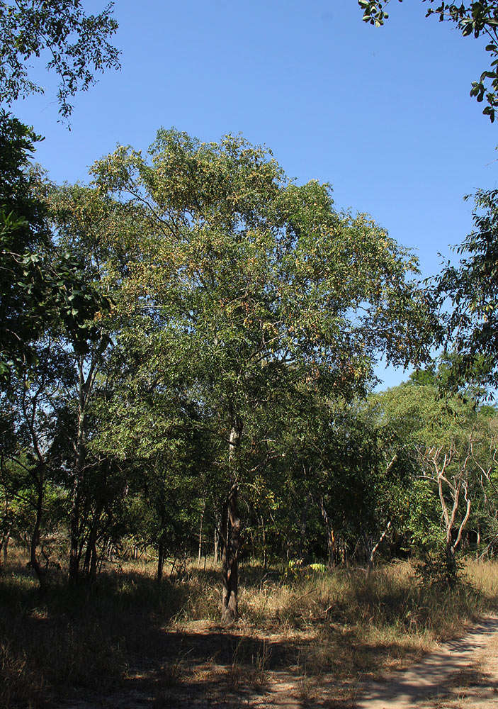 Image of Mufundabalo