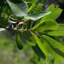 Plancia ëd Terminalia brachystemma subsp. brachystemma