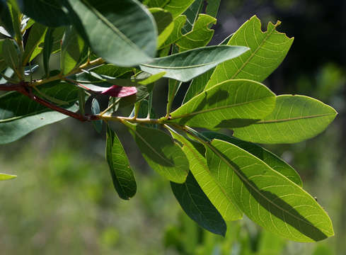 Image of Green cluster-leaf