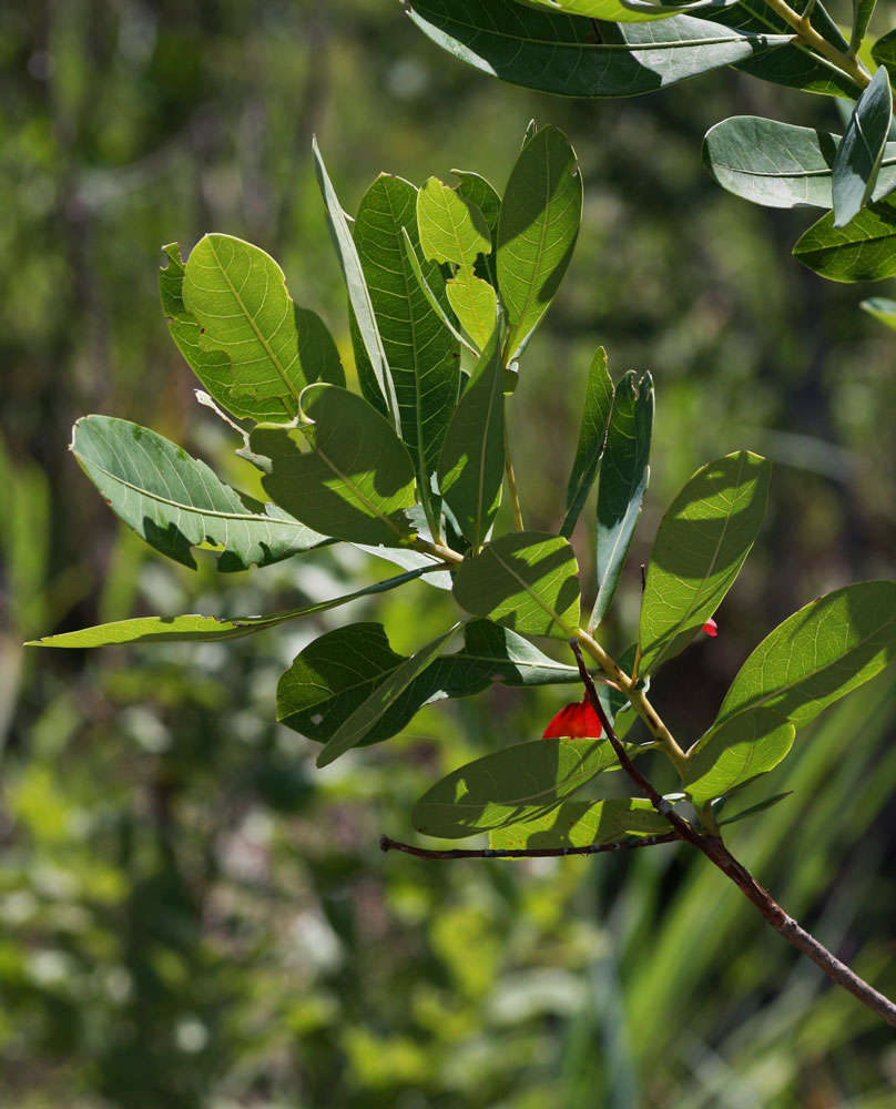 Terminalia brachystemma Welw. ex Hiern的圖片