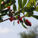 Image de Terminalia brachystemma subsp. brachystemma