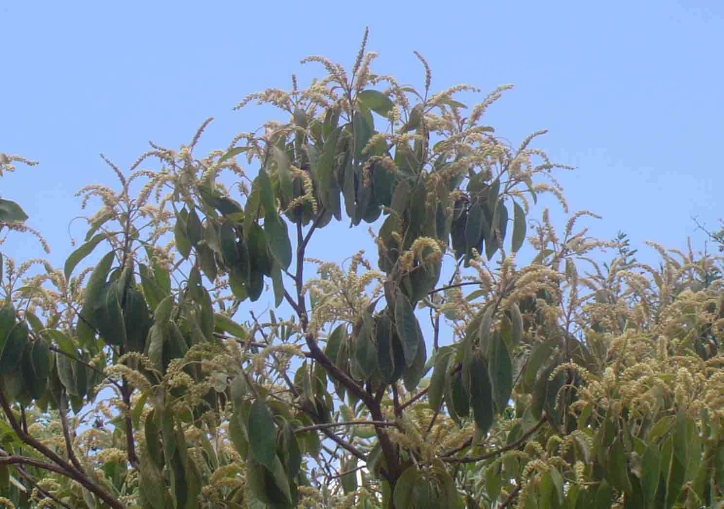 Image de Terminalia gazensis E. G. Baker