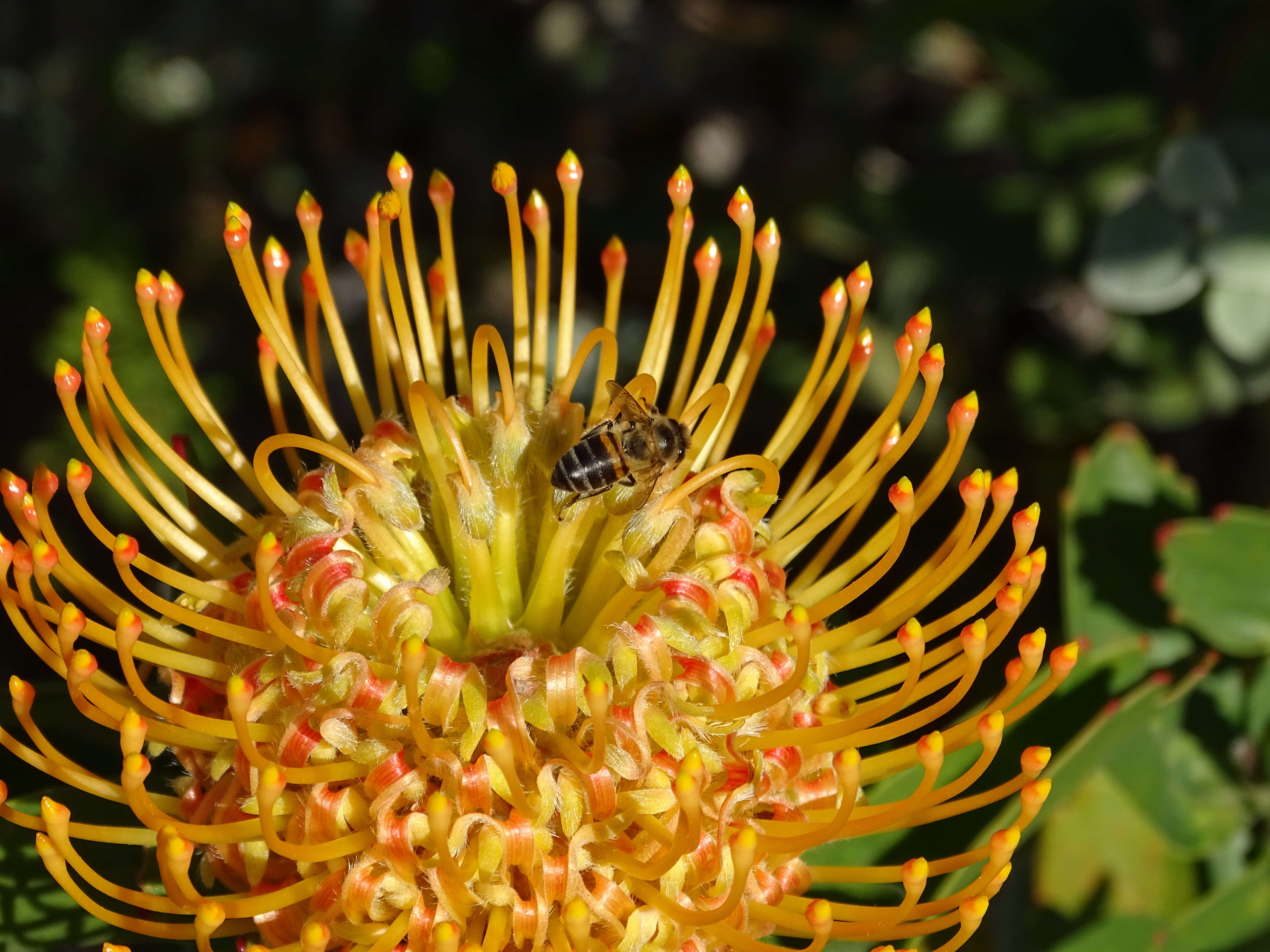 Image of silky-haired pincushion