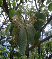 Image de Terminalia gazensis E. G. Baker