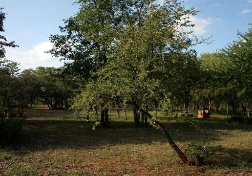 Terminalia randii Baker fil.的圖片