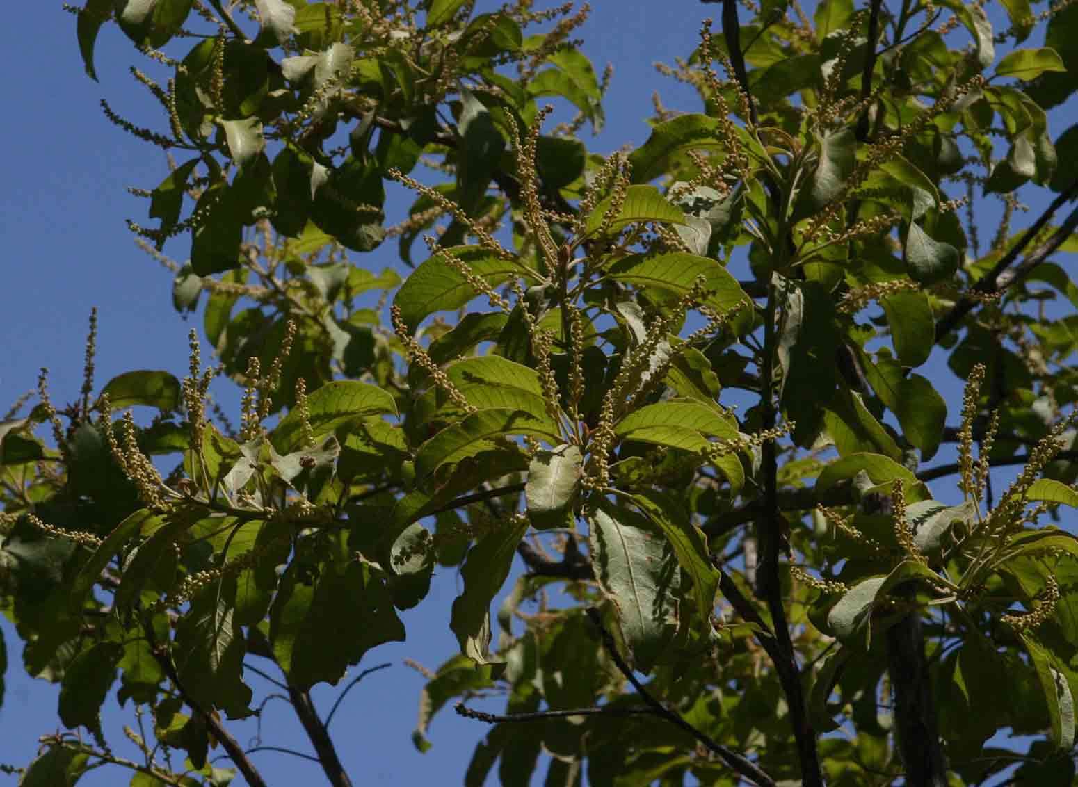 Image of Rosette Cluster-leaf