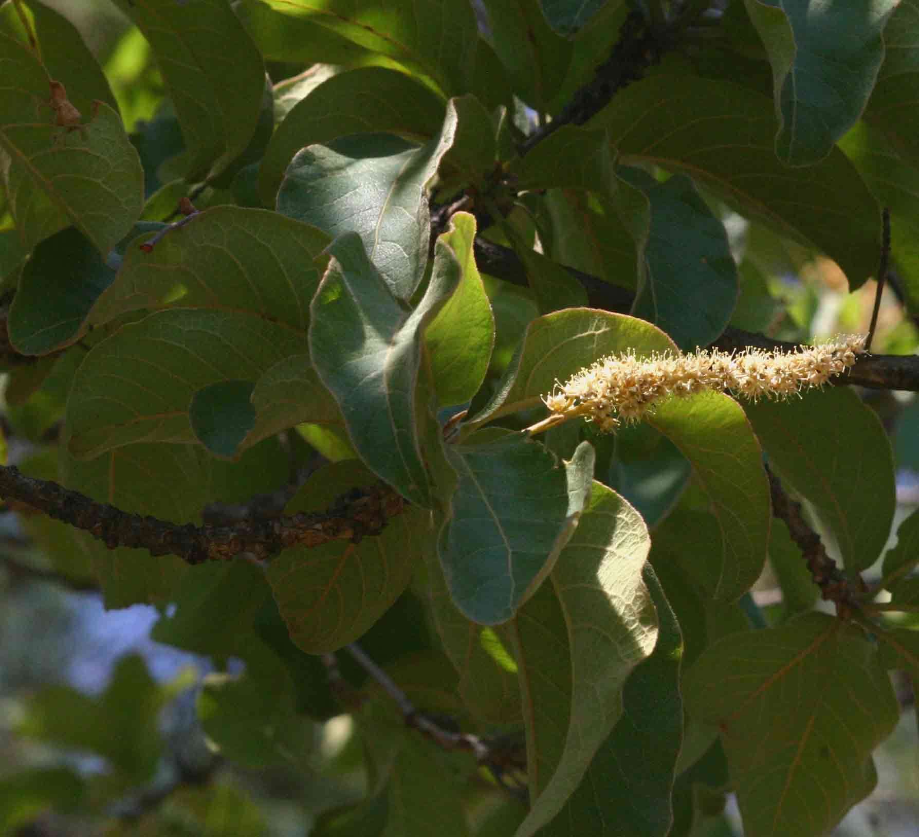 Plancia ëd Terminalia stenostachya Engl. & Diels