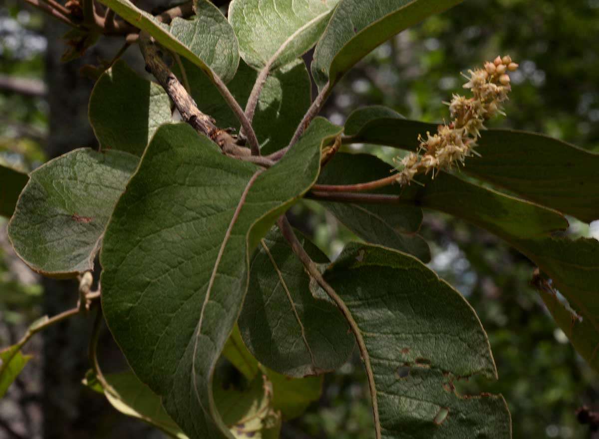 Image of Rosette Cluster-leaf