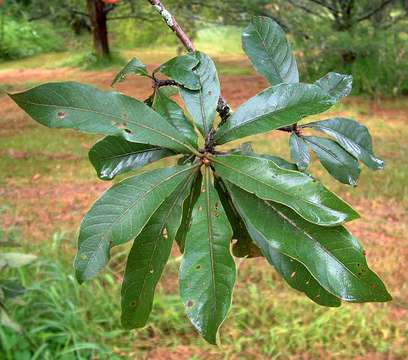 Terminalia trichopoda Diels的圖片