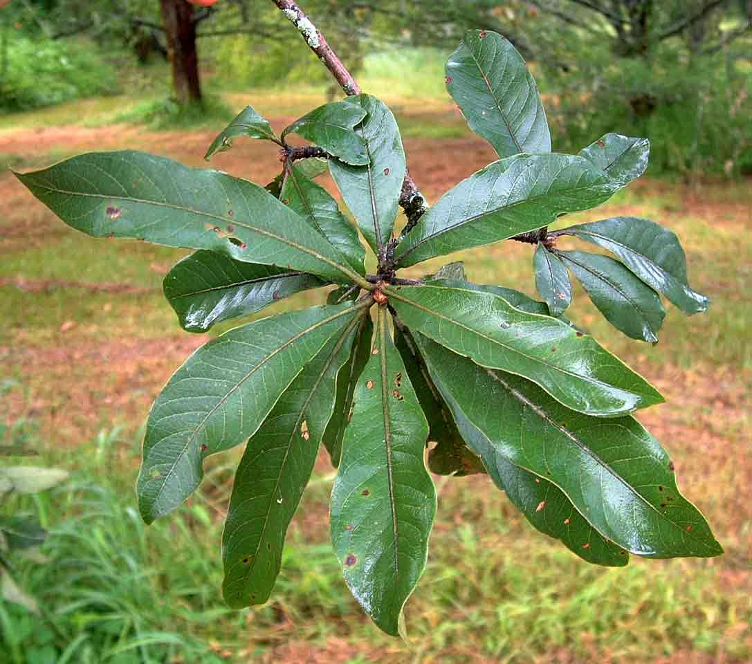 Image of Hybrid terminalia