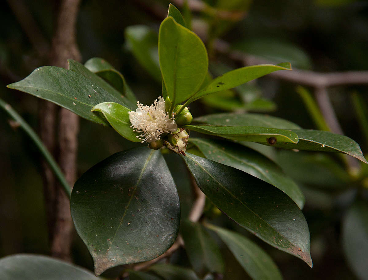 Image of guava