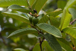 Image of guava