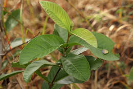 Image of guava