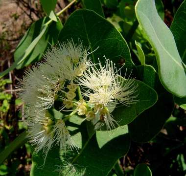 Image of Bush Cherries