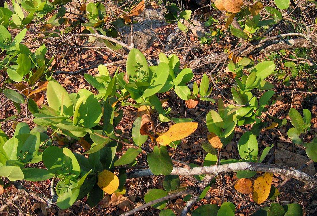 Image of Bush Cherries