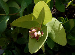 Image of Bush Cherries