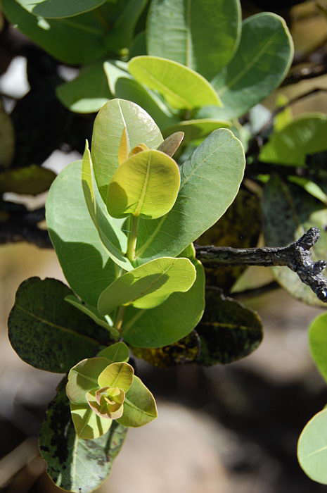 Image of Bush Cherries