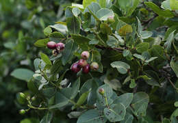 Image of Bush Cherries