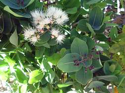 Image of Bush Cherries