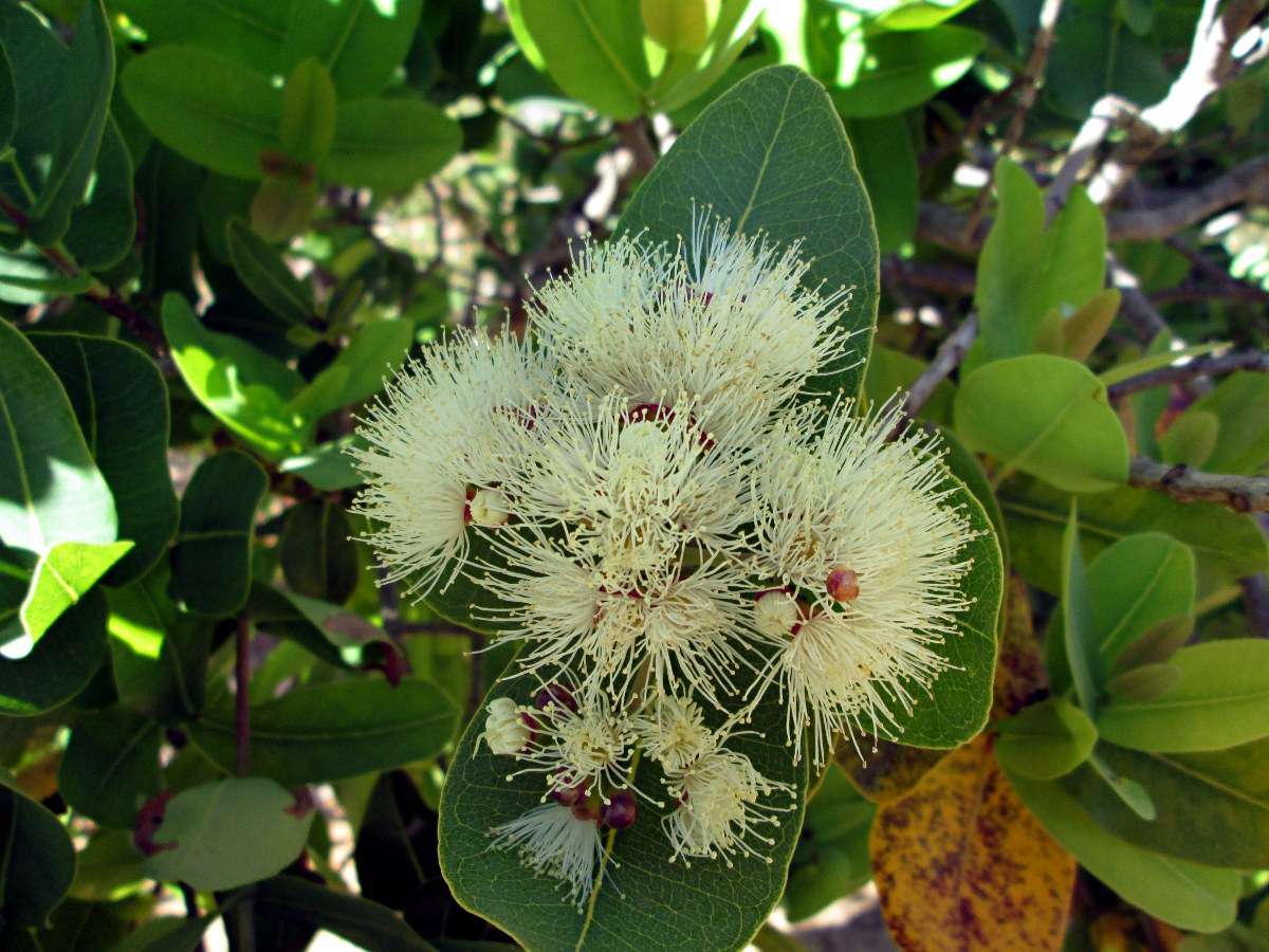 Image of Bush Cherries