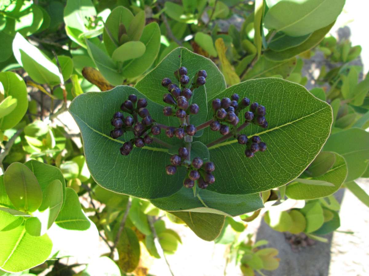 Image of Bush Cherries