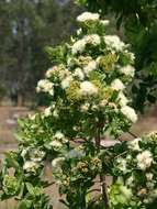 Image of Bush Cherries