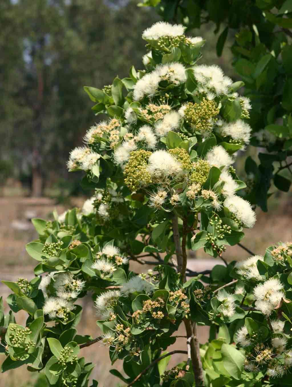 Image of Bush Cherries