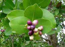 Image of Bush Cherries