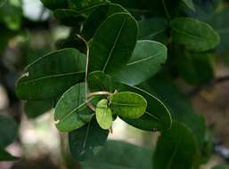 Image of Bush Cherries