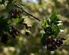 Image of Bush Cherries