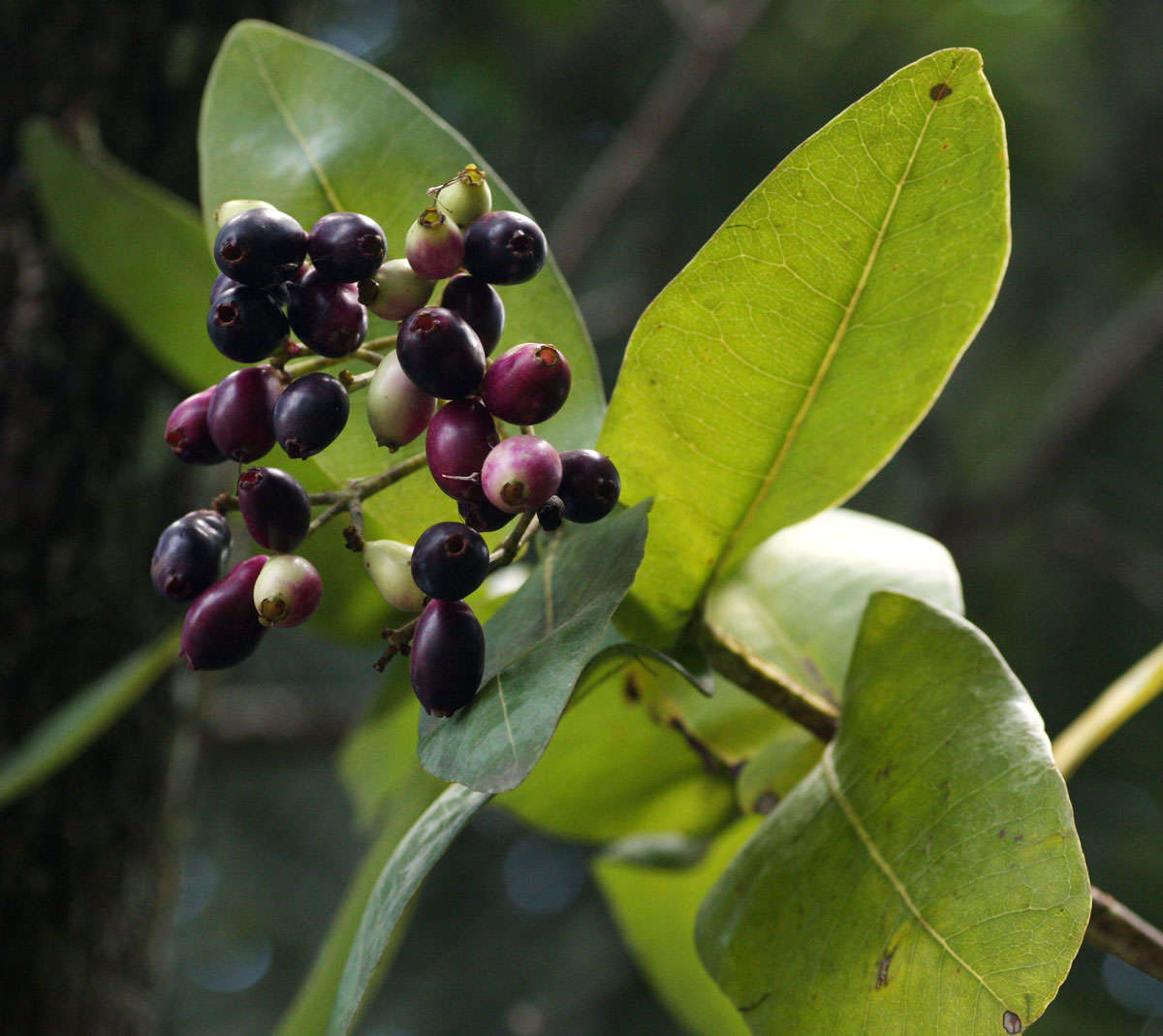 Image of Bush Cherries