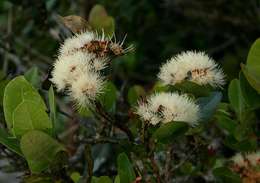 Image of Bush Cherries