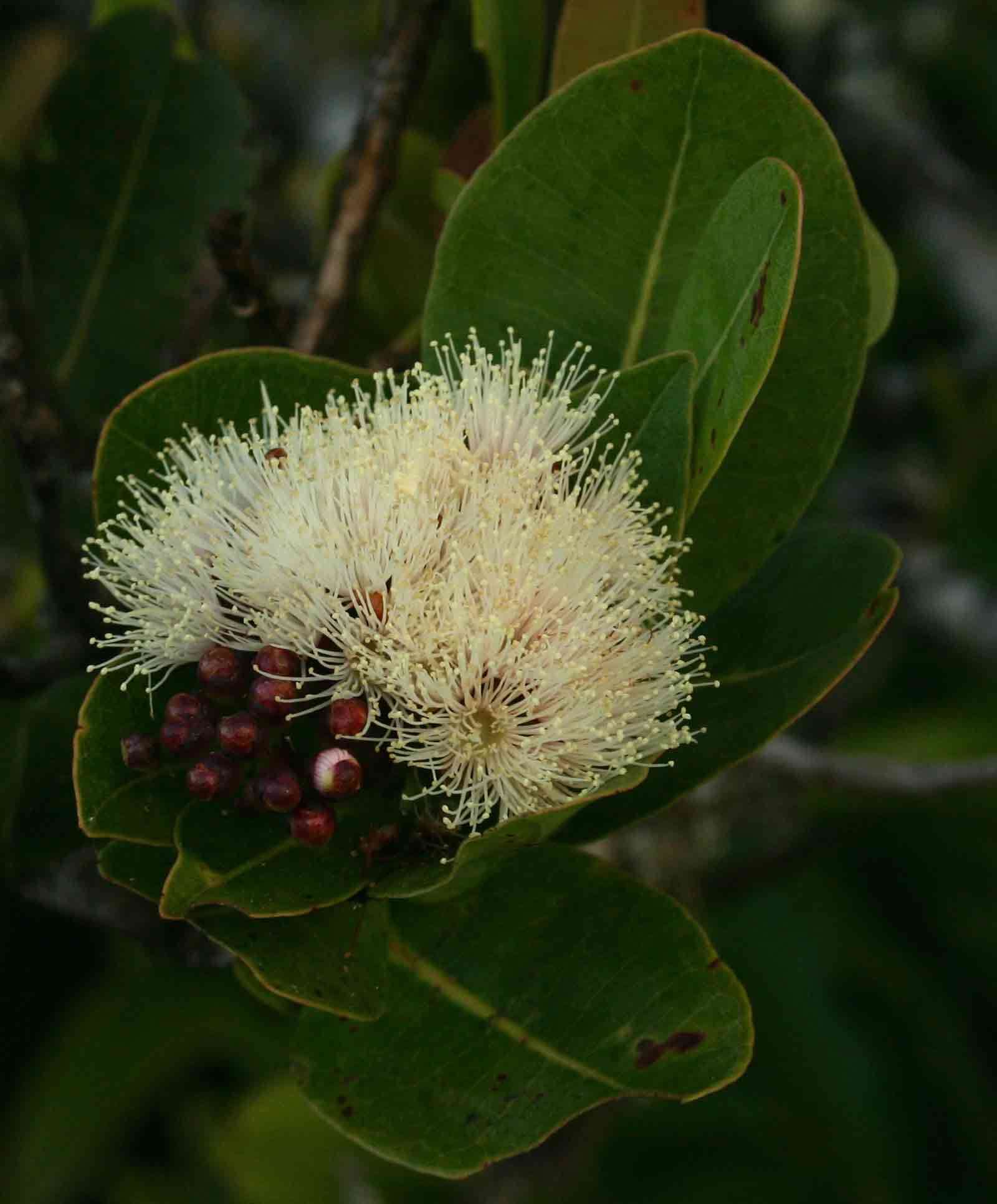 Image of Bush Cherries