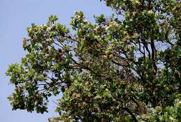 Image of Bush Cherries