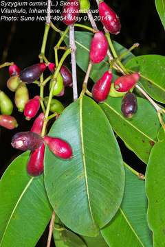 Image of Bush Cherries