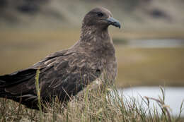 Image of Brown Skua