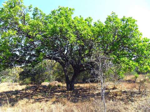 Syzygium guineense (Willd.) DC. resmi