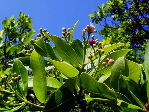 Syzygium guineense (Willd.) DC. resmi